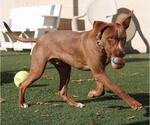 Small #10 American Pit Bull Terrier-Chihuahua Mix
