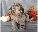 Small Photo #2 Labradoodle-Poodle (Miniature) Mix Puppy For Sale in FREDERICKSBG, OH, USA