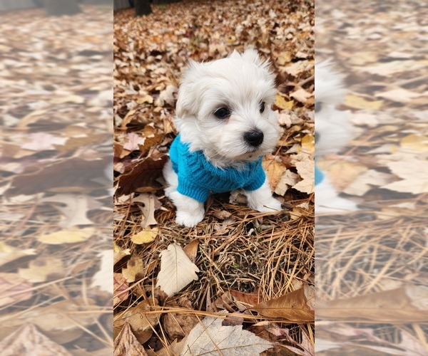 Medium Photo #2 Maltese Puppy For Sale in CHESAPEAKE, VA, USA