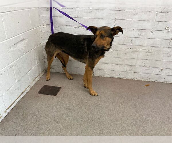 Medium Photo #1 German Shepherd Dog Puppy For Sale in San Bernardino, CA, USA