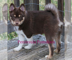 Small Photo #9 Pomsky Puppy For Sale in SEQUIM, WA, USA