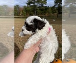 Small Photo #3 Poodle (Toy) Puppy For Sale in GRAHAM, NC, USA