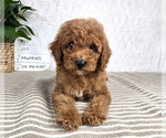 Small #3 Cavapoo