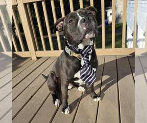 American Bulldog-Unknown Mix Dogs for adoption in New Oxford , PA, USA