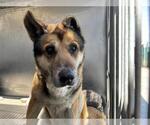 Small #1 German Shepherd Dog