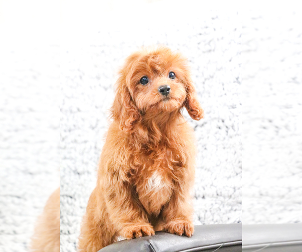 Medium Photo #13 Cavapoo Puppy For Sale in SYRACUSE, IN, USA