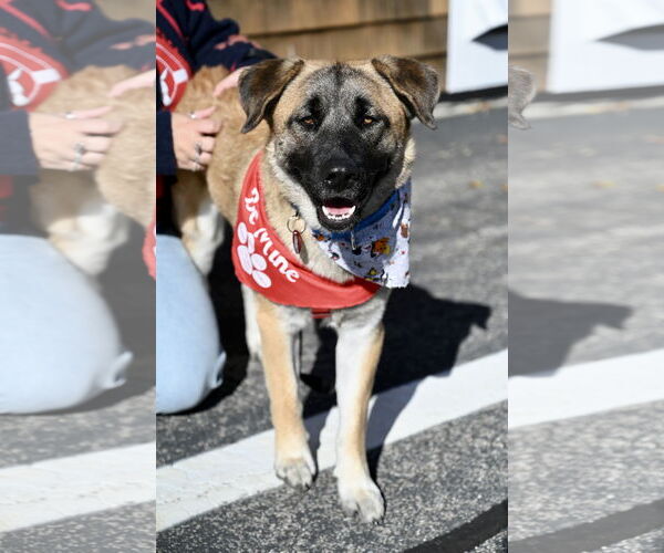 Medium Photo #5 Black Mouth Cur-Unknown Mix Puppy For Sale in Wakefield, RI, USA