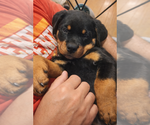 Small #3 Rottweiler