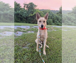 Shepradors Dogs for adoption in Attalka, AL, USA