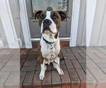 Small #19 American Pit Bull Terrier Mix