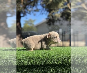 English Bulldog Puppy for sale in POMONA, CA, USA