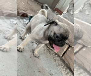 Pug Puppy for sale in PHOENIX, AZ, USA