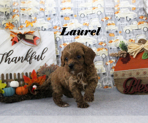Cavapoo Puppy for sale in CHANUTE, KS, USA