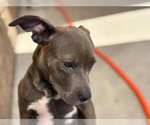 American Pit Bull Terrier Dogs for adoption in Tulsa, OK, USA