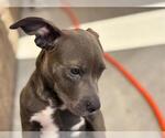 Small American Pit Bull Terrier