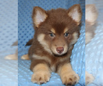 Small Photo #7 Pomsky Puppy For Sale in DENTON, TX, USA
