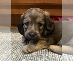 Small #2 Dachshund