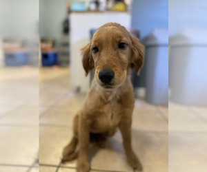 Golden Retriever Dog for Adoption in OMAHA, Nebraska USA