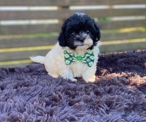 Cavapoo Puppy for sale in CAMPBELLSVILLE, KY, USA