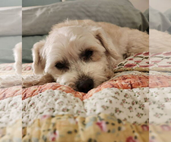 Medium Photo #1 Mutt Puppy For Sale in San Bernardino , CA, USA