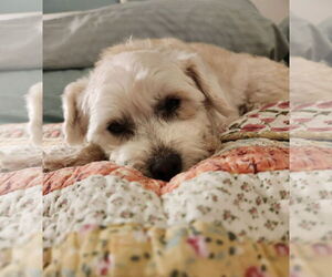 Mutt Dogs for adoption in San Bernardino , CA, USA