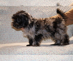 Small #28 Yorkiepoo mix (+ Poodle Toy)