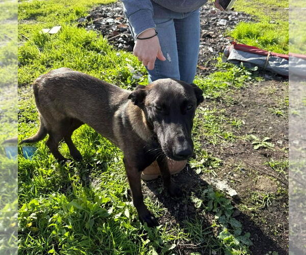 Medium Photo #4 Mutt Puppy For Sale in Imlay City, MI, USA
