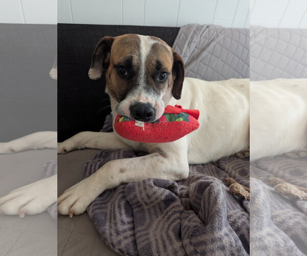 Medium Photo #6 Treeing Walker Coonhound-Unknown Mix Puppy For Sale in Green Forest, AR, USA
