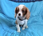Butterfinger - Male Cavalier King Charles Spaniel Puppy for Sale - Photo #2