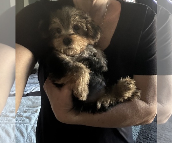 Medium Photo #1 YorkiePoo Puppy For Sale in VIRGINIA BEACH, VA, USA