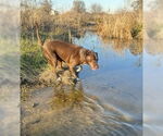 Small #7 Chocolate Labrador retriever Mix