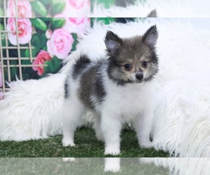 Pomeranian Puppy for sale in MARIETTA, GA, USA
