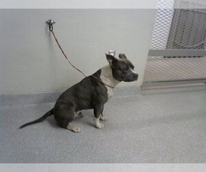 American Pit Bull Terrier-Unknown Mix Dogs for adoption in Pasadena, TX, USA