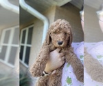 Puppy Puppy 1 Goldendoodle