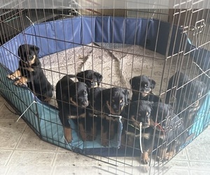 Rottweiler Puppy for sale in LAVALE, MD, USA