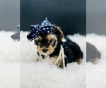 Small Photo #16 Yorkshire Terrier Puppy For Sale in SAN JACINTO, CA, USA