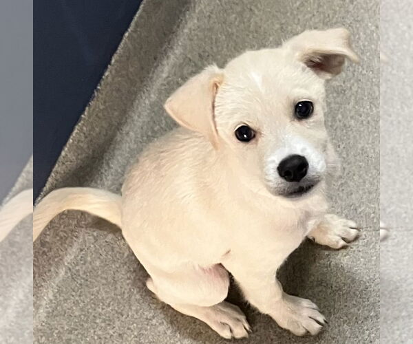 Medium Photo #1 Mutt Puppy For Sale in Sterling, MA, USA