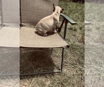 Small Photo #19 French Bulldog Puppy For Sale in PALMETTO, GA, USA