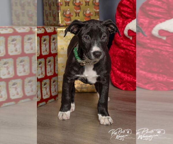 Medium Photo #5 Aussie Pyrenees Puppy For Sale in Claremore, OK, USA