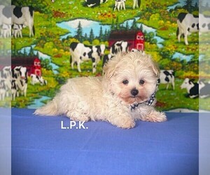 Maltipoo Puppy for sale in WINNSBORO, LA, USA