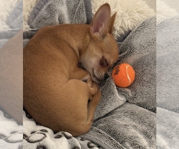 Medium Photo #4 Chihuahua Puppy For Sale in CAPE CORAL, FL, USA