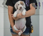Small #3 Colonial Cocker Spaniel-English Setter Mix