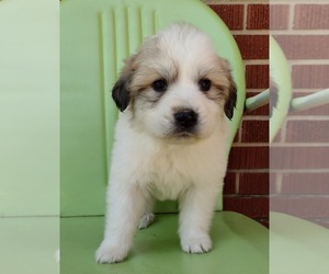 Great Pyrenees Puppy for sale in BIRCH TREE, MO, USA
