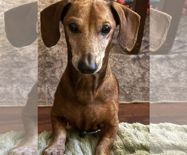 Medium Photo #6 Dachshund Puppy For Sale in Fruitland, SC, USA