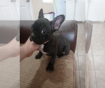 Small Photo #10 French Bulldog Puppy For Sale in ADAMS CITY, CO, USA