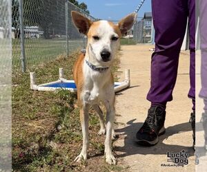 Tome - Male Chihuahua-Unknown Mix Dog for Adoption - Photo #2