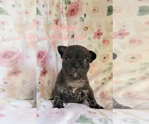 Medium Photo #1 French Bulldog Puppy For Sale in NOONDAY, TX, USA