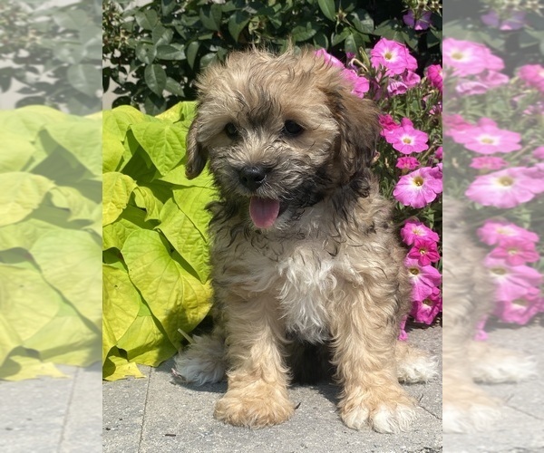 Medium Photo #3 Lhasa Apso-Poodle (Toy) Mix Puppy For Sale in CANOGA, NY, USA