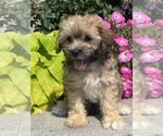 Small #2 Lhasa Apso-Poodle (Toy) Mix