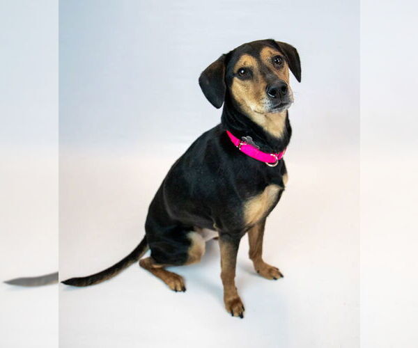 Medium Photo #2 Mutt Puppy For Sale in Kennesaw, GA, USA